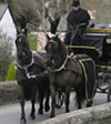 Horse drawn hearse